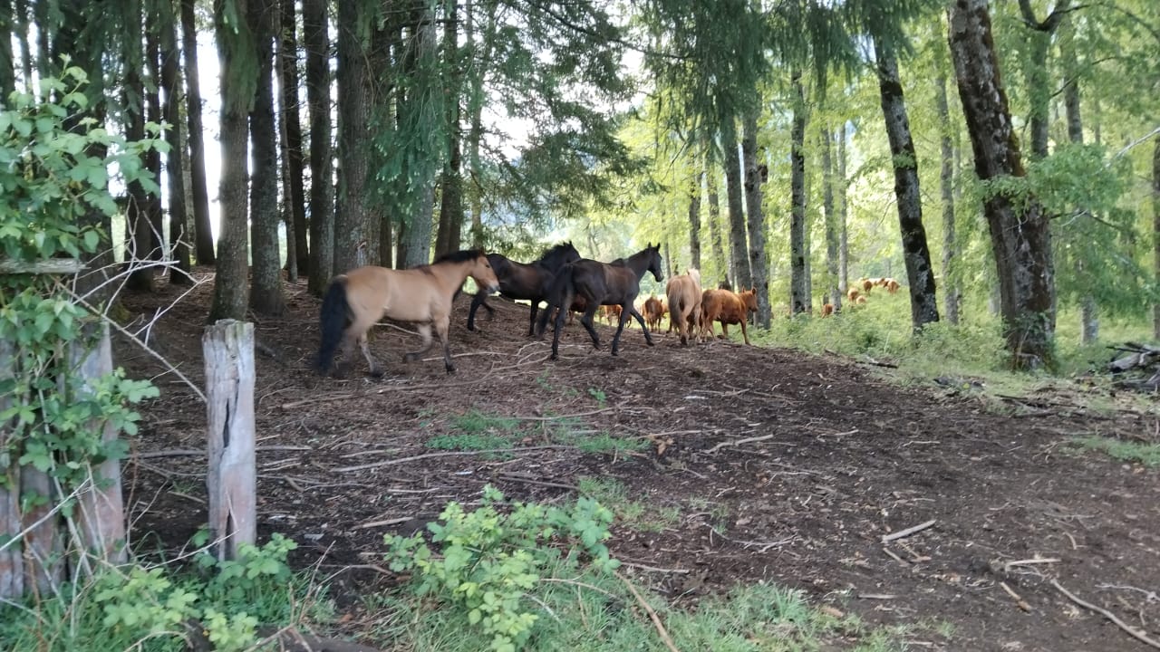 Paisaje de cabalgata 2